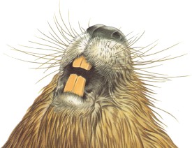 Бобровые зубы